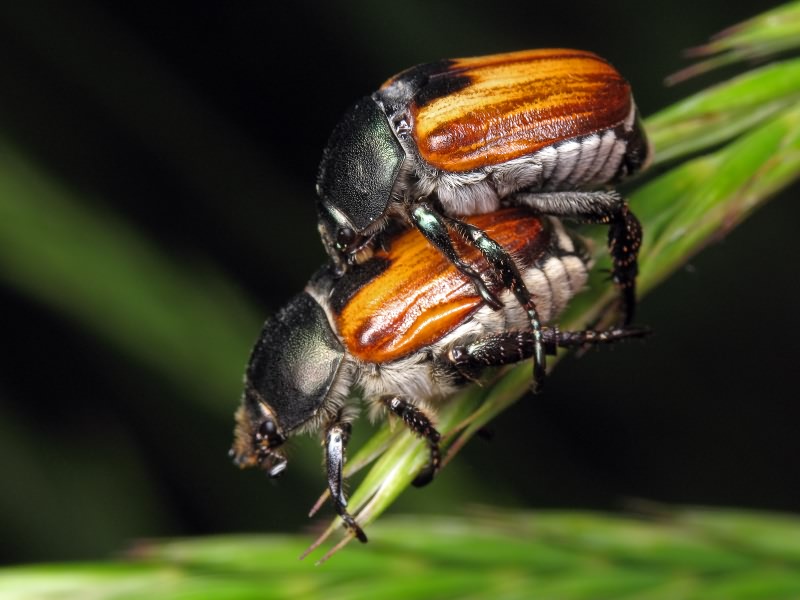 Anisoplia austriaca (Herbst, 1783)
